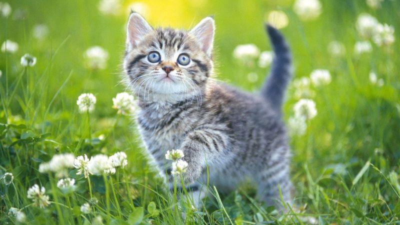 Top 5 sữa tắm khô cho mèo chất lượng, giá phải chăng – Dành cho mọi giống mèo