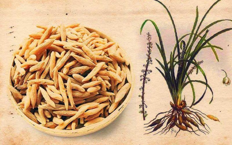 Mạch môn là gì và những lưu ý quan trọng khi sử dụng vị thuốc này trong điều trị bệnh. Hãy cùng tìm hiểu thêm về công dụng của nó.