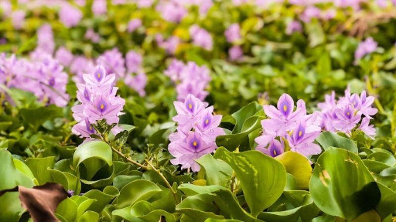 Khám phá vẻ đẹp thanh tao của hoa lục bình, loài hoa dân dã gắn liền với đời sống vùng quê. Cùng Tripi tìm hiểu về ý nghĩa và những tác dụng thú vị của loài hoa này.