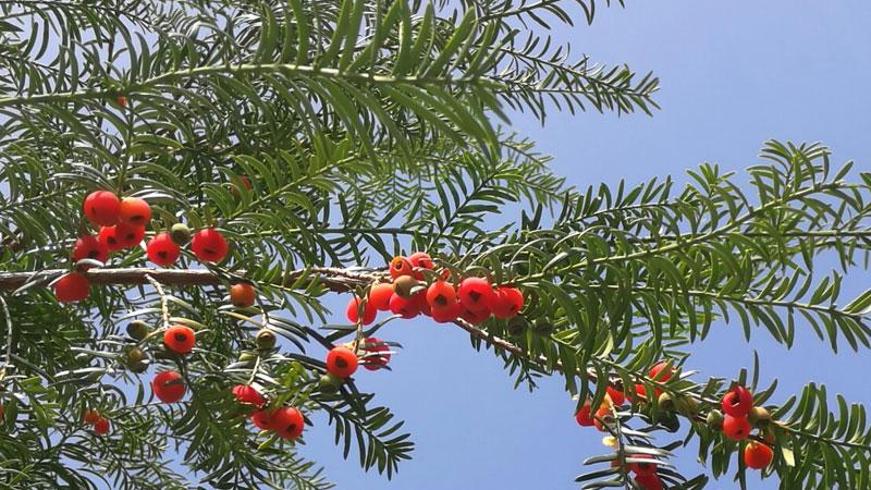 Chiết xuất thông đỏ (Pycnogenol) trong mỹ phẩm mang lại những lợi ích gì cho làn da?