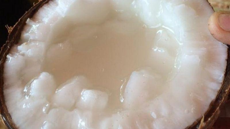 Dừa sáp gồm những loại nào? Mẹo chọn dừa sáp béo mềm, chất lượng cao
