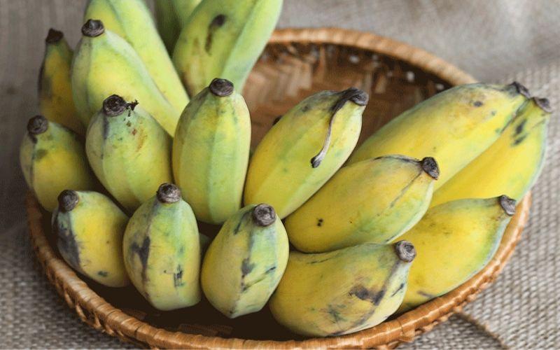 Chuối sứ là một loại quả quen thuộc, không chỉ có hương vị thơm ngon mà còn đem lại rất nhiều lợi ích cho sức khỏe. Cùng khám phá những công dụng tuyệt vời của chuối sứ qua bài viết dưới đây.