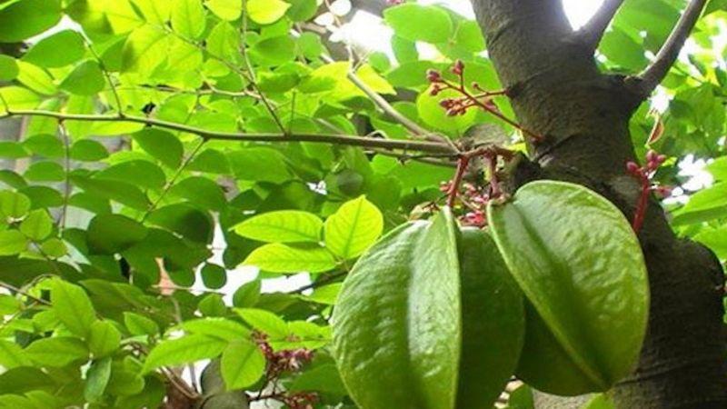 Lá khế có công dụng gì? Những bài thuốc chữa bệnh hiệu quả từ lá khế bạn nên biết