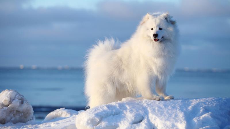 Khám phá giống chó Samoyed: Nguồn gốc, đặc điểm nổi bật, cách chăm sóc và bảng giá chi tiết