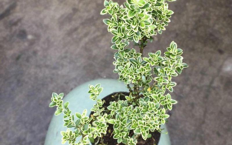 Cây Bạch Tuyết: Khám phá vẻ đẹp, ý nghĩa và cách chăm sóc hoàn hảo cho loài cây này ngay tại ngôi nhà của bạn.