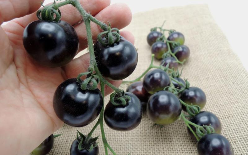 Cà chua đen có gì đặc biệt mà giá lên đến 140.000 đồng/kg vẫn luôn cháy hàng?