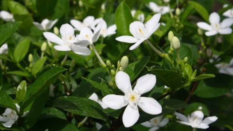 Mộc hoa trắng là loài hoa có vẻ đẹp tinh tế, ẩn chứa nhiều ý nghĩa sâu sắc và công dụng tuyệt vời. Khám phá ngay giá trị đặc biệt của mộc hoa trắng.