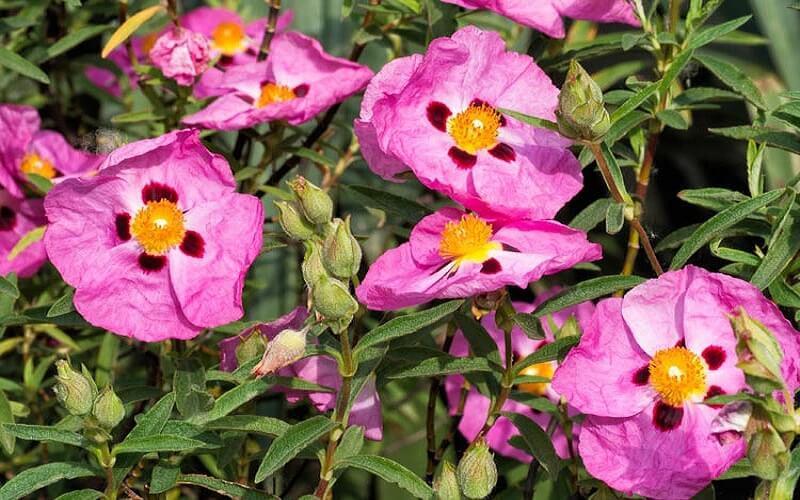 Chiết xuất hoa hồng đá (Pink Rockrose Extract) là gì trong ngành mỹ phẩm?