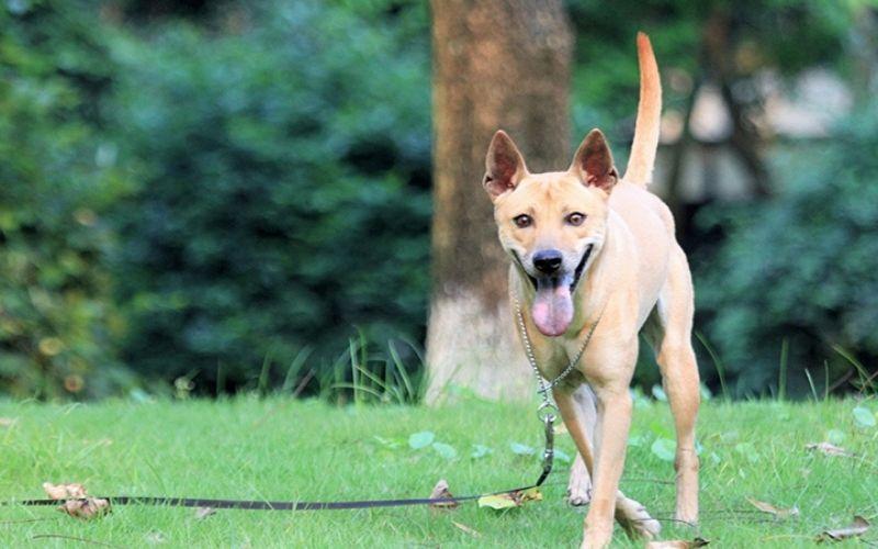7 giống chó giữ nhà trung thành, được yêu thích nhất