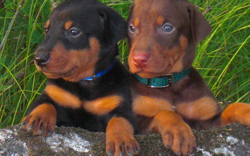 Khám phá tất cả về đặc điểm, nguồn gốc, phương pháp chăm sóc và giá bán của chó Doberman, loài chó nổi bật với sự thông minh và sức mạnh vượt trội.