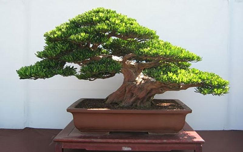 Cây tùng trong phong thủy mang một ý nghĩa vô cùng sâu sắc, biểu trưng cho sự trường thọ, bền bỉ và vững vàng qua thời gian. Không chỉ là cây cảnh, mà còn là biểu tượng cho một cuộc sống an lành và thịnh vượng.