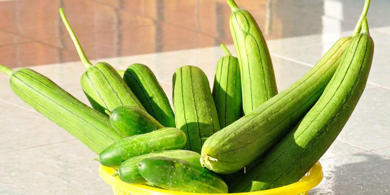Công dụng chữa bệnh từ mướp hương