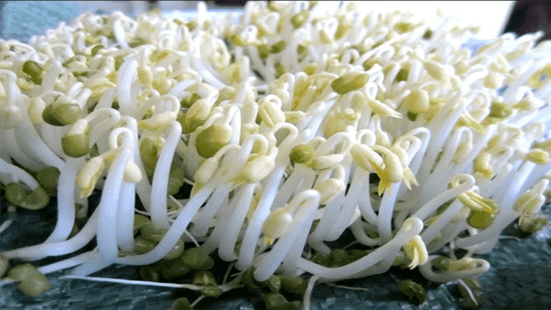 Lợi ích và những rủi ro khi sử dụng giá đỗ