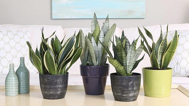 Trồng 7 loại cây này trong nhà chẳng khác nào sở hữu chiếc máy lọc không khí tự nhiên.