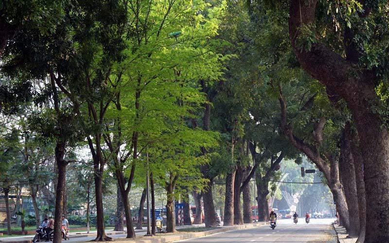 Tổng hợp 10 loại cây xanh đô thị được ưa chuộng và trồng phổ biến nhất