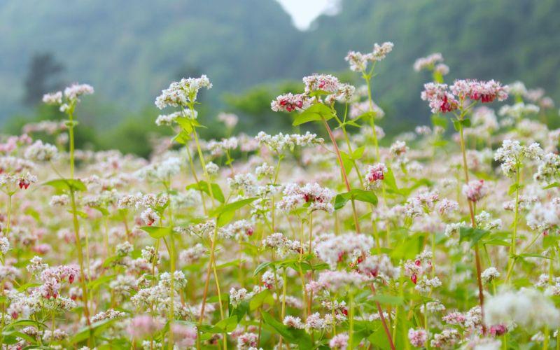 Khám phá những cánh đồng hoa tam giác mạch tuyệt đẹp nhất Việt Nam