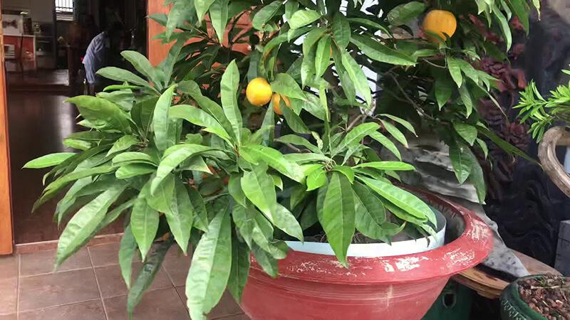 Hoa lê ki ma thường nở vào mùa xuân, mang đến một không gian tươi mới và đầy sức sống. Cùng khám phá xem quả lê ki ma có những công dụng tuyệt vời nào nhé.