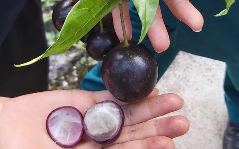 Quả hồng châu - món quà bí ẩn của núi rừng với chất độc cực kỳ nguy hiểm