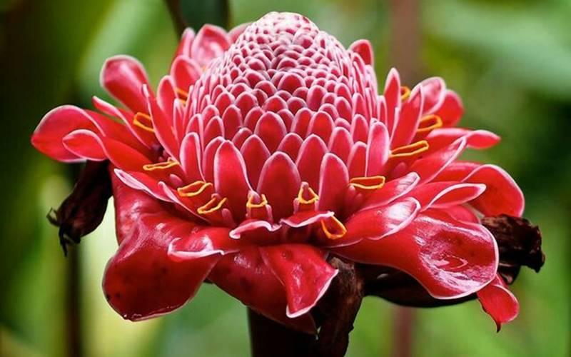 Sen Đa Lộc là loài hoa gì mà lại được nhiều người yêu mến đến vậy? Hãy cùng khám phá ý nghĩa và công dụng đặc biệt của Sen Đa Lộc qua bài viết này.