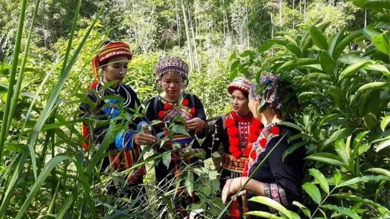 Khám phá bài thuốc tắm lá của người Dao đỏ, với những lợi ích to lớn cho sức khỏe mà bạn không thể bỏ qua.