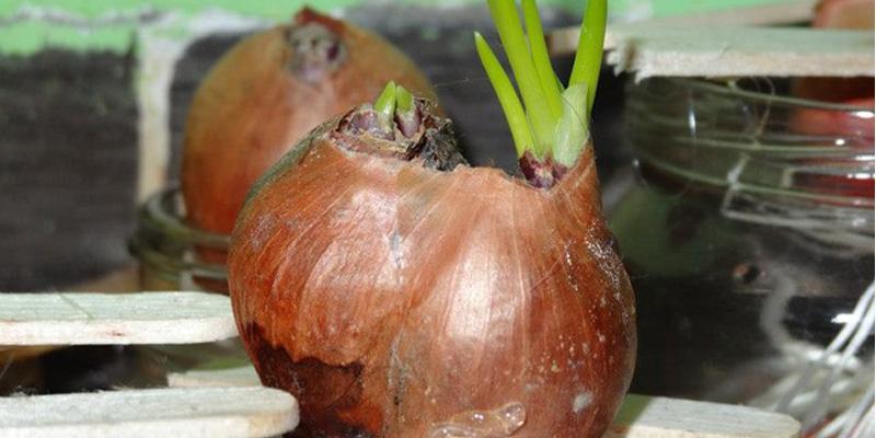 Tại sao không nên cất hành tây trong tủ lạnh?