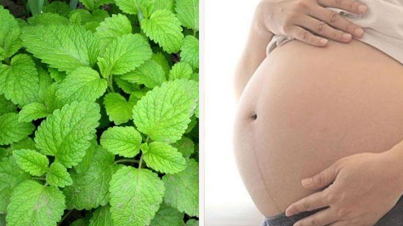 Bà bầu có nên dùng lá bạc hà? Những điều cần lưu ý khi sử dụng lá bạc hà trong thai kỳ