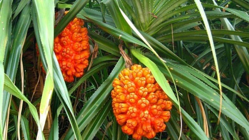 Khám phá công dụng và phương pháp sử dụng quả dứa dại trong điều trị sỏi thận