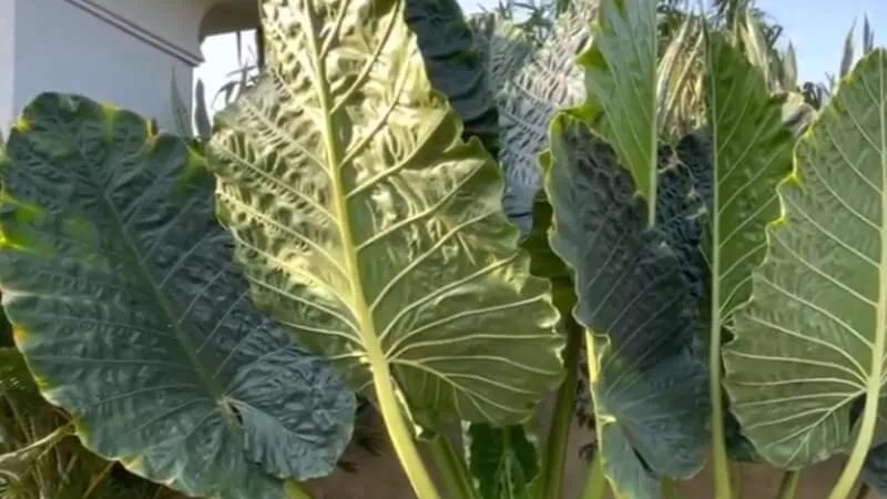 Cây ráy voi là một loài cây độc đáo, không chỉ nổi bật với vẻ ngoài đặc biệt mà còn chứa đựng nhiều giá trị thú vị. Hãy cùng khám phá những điều bất ngờ về loài cây này, từ đặc điểm nhận dạng đến phương pháp trồng và chăm sóc hiệu quả.