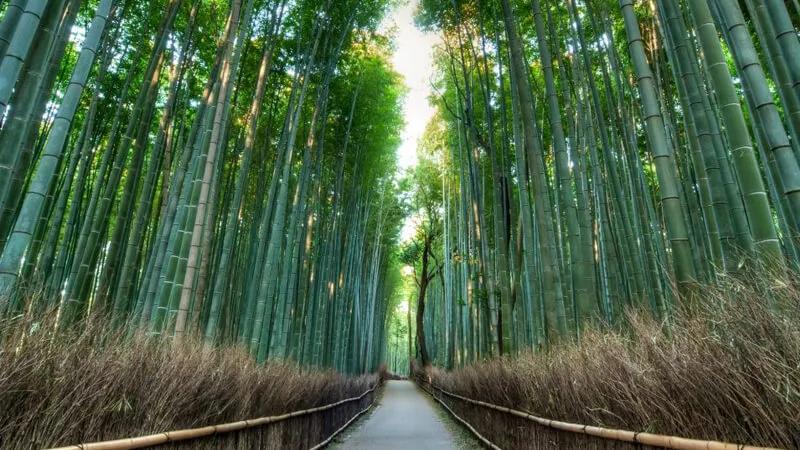 Bột than tre takesumi là gì mà người Nhật lại hết sức trân trọng và gìn giữ đến vậy?