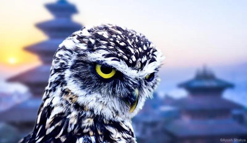 Top 10 lý do khiến bạn không thể bỏ lỡ chuyến du lịch Nepal ngay hôm nay