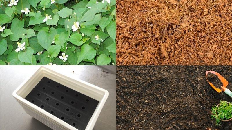 Cách trồng rau diếp cá tại nhà một cách dễ dàng và hiệu quả