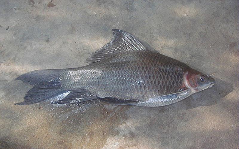 Cá ét mọi là một đặc sản độc đáo của vùng sông nước Cửu Long, nơi chứa đựng những món ăn ngon lành được chế biến từ loại cá này. Cùng khám phá những hương vị đặc biệt mà cá ét mọi mang lại!