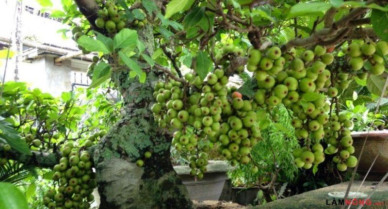 Top 26 loài cây tài lộc mang lại vận may trong dịp Tết