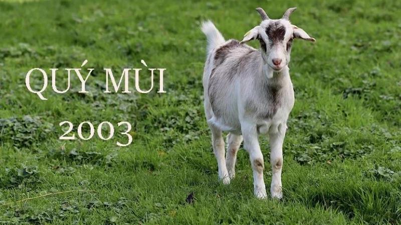 Sinh năm 2003 Quý Mùi thuộc mệnh gì? Hợp với tuổi nào để cuộc sống thêm thuận lợi?