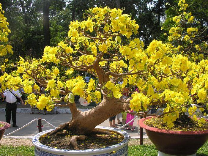 Top 10 bài văn tả cây mai ngày Tết đặc sắc nhất cho học sinh lớp 6