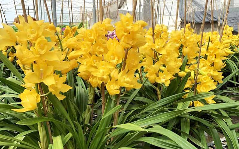 Khám phá cách trồng, ý nghĩa sâu sắc và những sự thật bất ngờ về cây hoa địa lan.