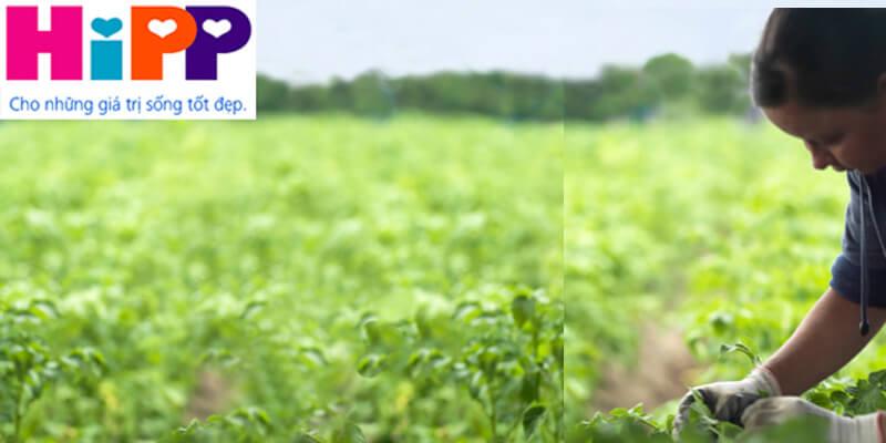 Bột ăn dặm HiPP có thực sự là lựa chọn tốt cho bé yêu?