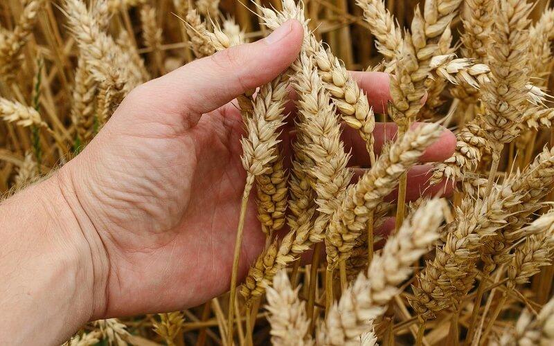 Lúa mì là gì? Những lợi ích và ảnh hưởng đến sức khỏe khi sử dụng lúa mì