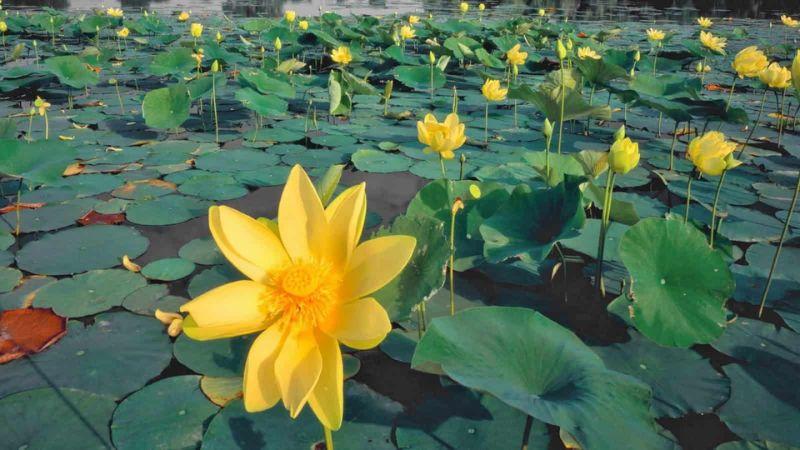 Hoa sen vàng: Ý nghĩa sâu sắc và cách treo tranh hoa sen vàng hợp phong thủy