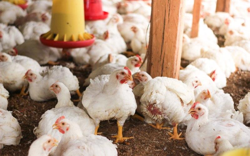 Giá gia cầm ngày 13/04/2024: Ổn định nhẹ nhàng dịp cuối tuần