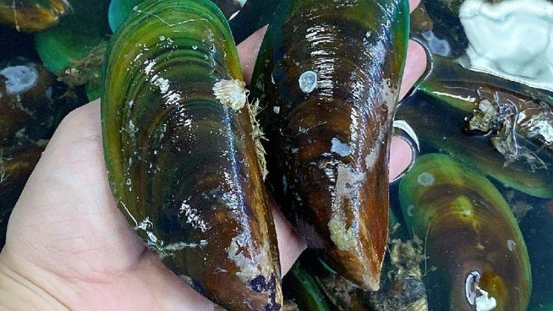 Vẹm xanh là gì? Những món ăn hấp dẫn, cách chọn và sơ chế vẹm xanh chuẩn vị