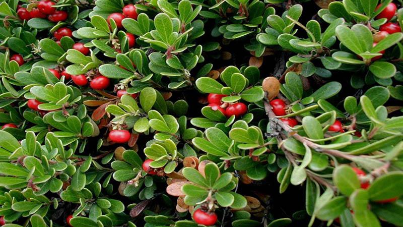Chiết xuất lá dâu gấu – tinh chất thiên nhiên giúp làm sáng da hiệu quả