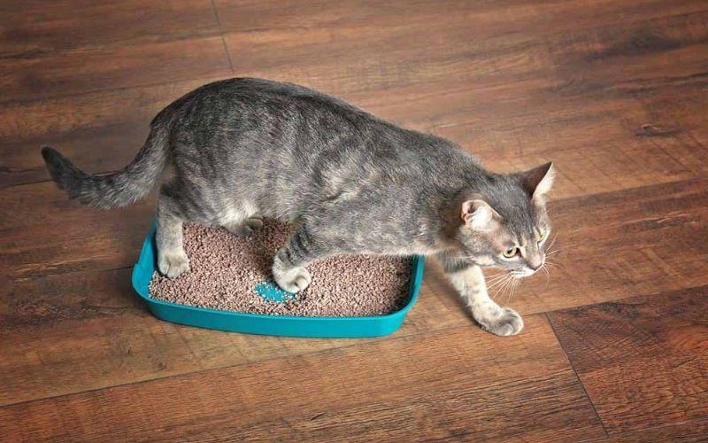 Top 4 loại cát vệ sinh Maneki Neko cho mèo tốt nhất về chất lượng và khả năng khử mùi