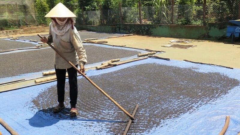 Giá hồ tiêu hôm nay 3/2/2023: Vẫn duy trì mức ổn định, dao động trong khoảng 56.000 - 59.000 đồng/kg