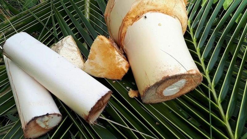 Củ hủ dừa là gì? Bí quyết sơ chế củ hủ dừa không bị đen
