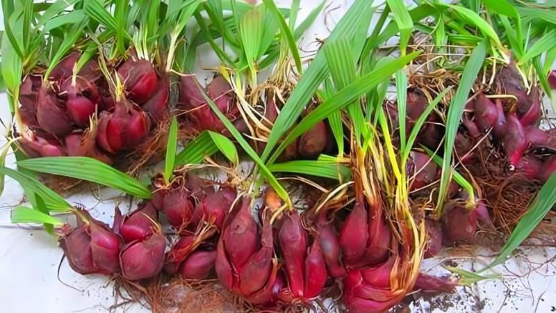 Tỏi đỏ, với sắc màu nổi bật, không chỉ là gia vị quen thuộc mà còn mang lại nhiều lợi ích sức khỏe quý báu.