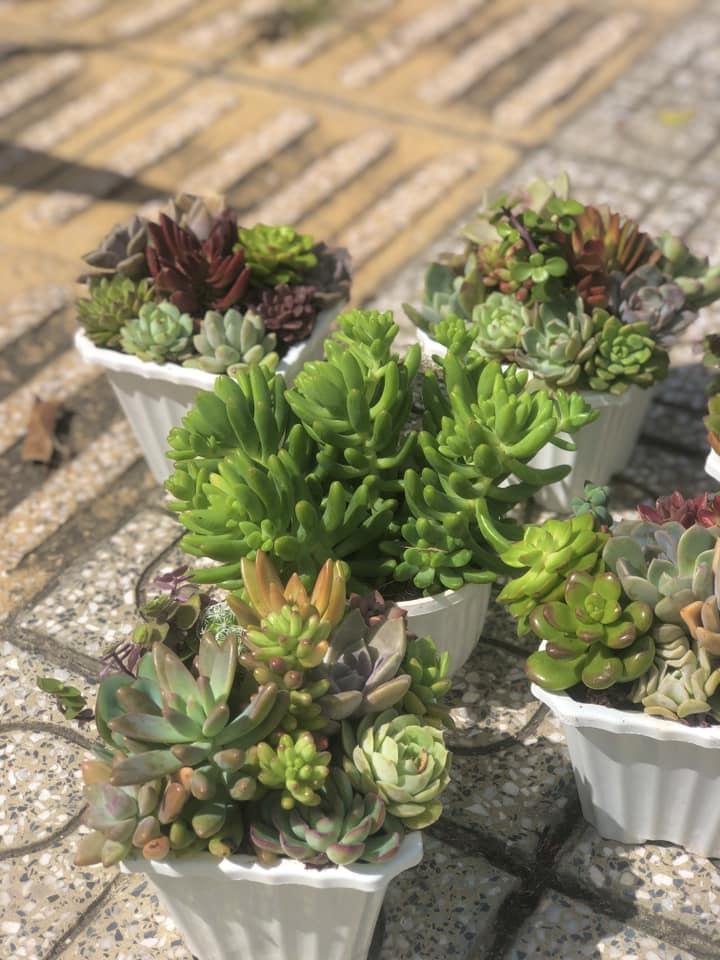 Top 6 cửa hàng cây cảnh được yêu thích nhất tại Bến Tre