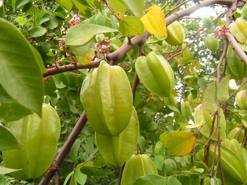 Gội đầu với nước ép khế chua, mái tóc bạn sẽ trở nên mềm mượt, óng ả như vừa bước ra từ một salon chuyên nghiệp.