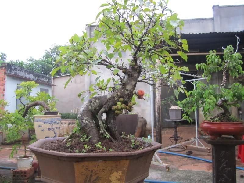 Top 20 loài cây chơi Tết truyền thống của người Việt xưa và nay