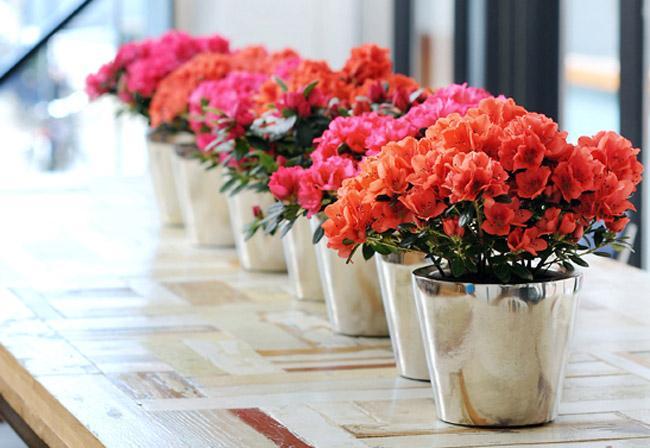 Top 10 Loài Hoa Tết Độc Hại Bạn Cần Thận Trọng